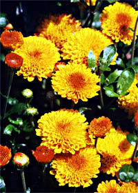 Cushion Mums