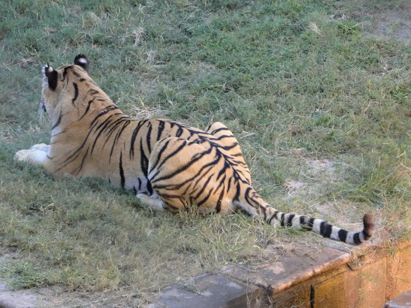 disney world animal kingdom backstage safari tour