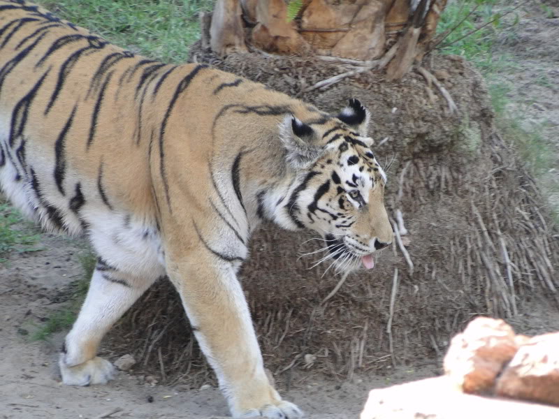 animal kingdom safari tour backstage