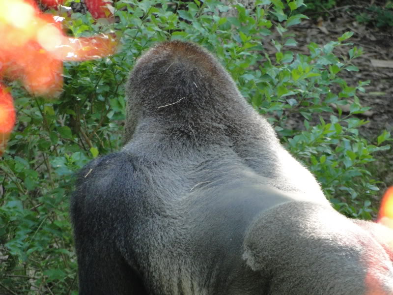 animal kingdom safari tour backstage