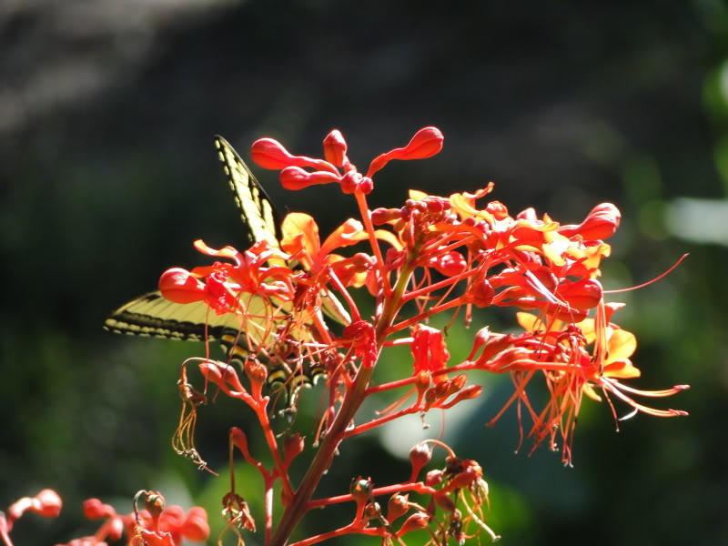 disney world animal kingdom backstage safari tour