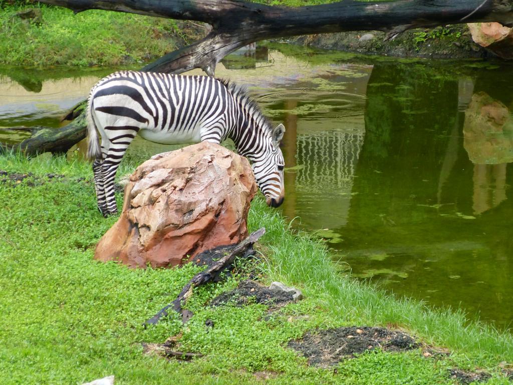 photo Zebra200.jpg